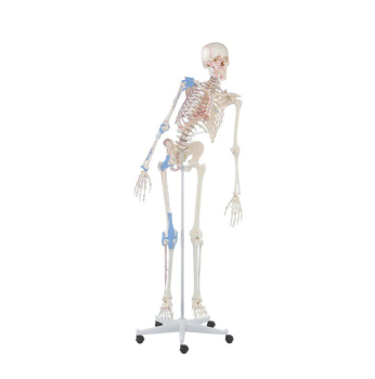 Menschliches Skelett beweglich, mit Muskelmarkierungen und Bandapparat